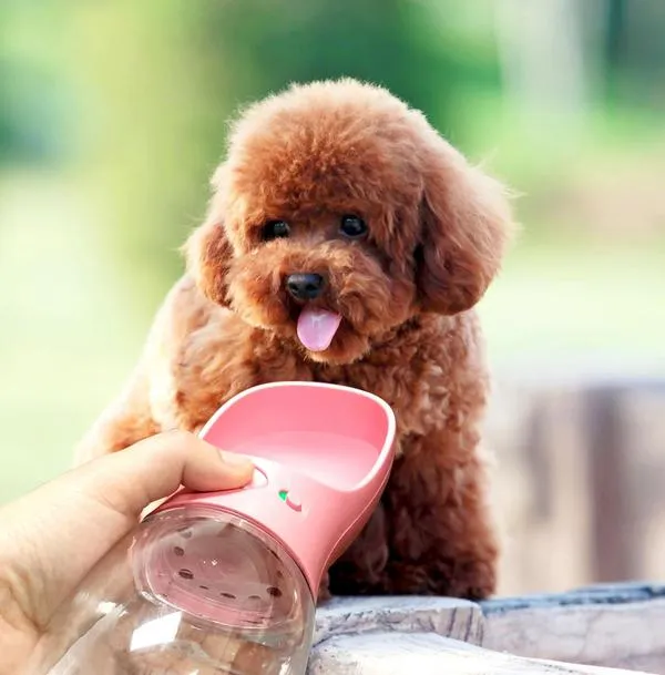 Compact Portable Water Bottle